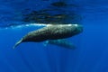 Amazing Sperm whales swimming in ocean near Mauritius Royalty Free Stock Photo