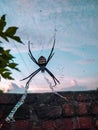 Amazing spider