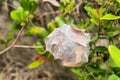 Amazing spider nest cocoon
