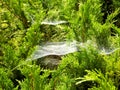Amazing Spider web on the Conifer Trees