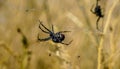 Amazing Spiders around Salt Lake