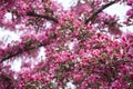 Beautiful springtime in garden with closeup of purple blossoms of Siberian crab apple tree branches