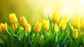 Amazing spring floral background yellow tulip Royalty Free Stock Photo