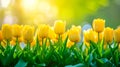 Amazing spring floral background yellow tulip Royalty Free Stock Photo