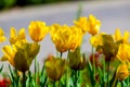 Amazing spring floral background, yellow tulip flowers Royalty Free Stock Photo