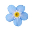 Amazing spring forget-me-not flower on white Royalty Free Stock Photo