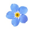 Amazing spring forget-me-not flower on white Royalty Free Stock Photo