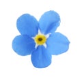 Amazing spring forget-me-not flower on white Royalty Free Stock Photo