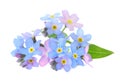 Amazing spring forget-me-not flowers