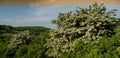 Amazing spring landscape and a flowering hawthorn tree