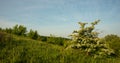 Amazing spring landscape and a flowering hawthorn tree