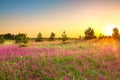 Amazing spring landscape with  flowering purple flowers on meadow Royalty Free Stock Photo