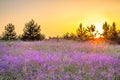 Amazing spring landscape with flowering purple flowers in meadow and sunrise