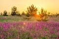 Amazing spring landscape with  flowering purple flowers in meadow and sunrise Royalty Free Stock Photo