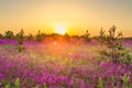 Amazing spring landscape with  flowering purple flowers on meadow and sunrise Royalty Free Stock Photo
