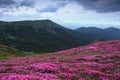 Amazing spring scenery. A lawn covered with flowers of pink rhododendron. Mountain landscape with beautiful sky. Nature.