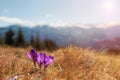 Amazing spring scenery. View of magic blooming spring flowers crocus growing in wildlife. Purple crocus growing from earth outside Royalty Free Stock Photo