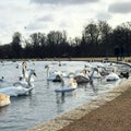 Swans in london