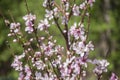 Amazing springtime in garden with blossoms and small fresh green leaves of peach tree branches