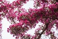 Amazing springtime in garden with closeup of blossoms of Siberian crab apple tree branches