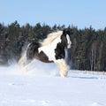 Amazing stallion of irish cob running in winter Royalty Free Stock Photo