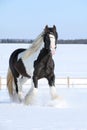 Amazing stallion of irish cob running in winter Royalty Free Stock Photo