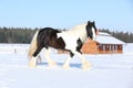 Amazing stallion of irish cob running in winter Royalty Free Stock Photo