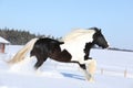 Amazing stallion of irish cob running in winter Royalty Free Stock Photo