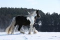 Amazing stallion of irish cob running in winter Royalty Free Stock Photo