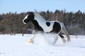 Amazing stallion of irish cob running in winter Royalty Free Stock Photo
