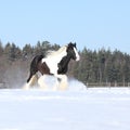 Amazing stallion of irish cob running in winter Royalty Free Stock Photo