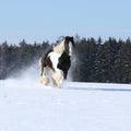 Amazing stallion of irish cob running in winter Royalty Free Stock Photo