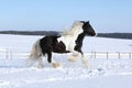 Amazing stallion of irish cob running in winter Royalty Free Stock Photo