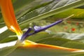 Amazing sterlitzia reginea the flower bird of paradise Royalty Free Stock Photo