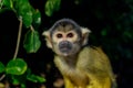 Amazon Capuchin Monkey