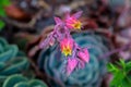 Amazing succulent plant with a flower