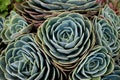 Amazing succulent plants in the forest