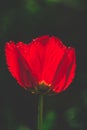 Amazing summer flower in the beautiful garden closeup macro photo Royalty Free Stock Photo