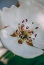 Amazing summer flower in the beautiful garden closeup macro photo