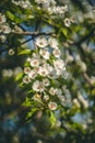 Amazing summer flower in the beautiful garden closeup macro photo Royalty Free Stock Photo