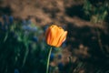 Amazing summer flower in the beautiful garden closeup macro photo Royalty Free Stock Photo