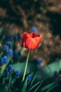 Amazing summer flower in the beautiful garden closeup macro photo Royalty Free Stock Photo