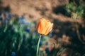 Amazing summer flower in the beautiful garden closeup macro photo Royalty Free Stock Photo