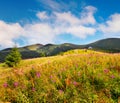 Amazing summer landscape in the Carpathians with fields of bloom