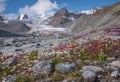 Glacier mountains willow tea chamomile flowers river summer Royalty Free Stock Photo