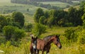 amazing summer landscape in Ukraine hilly area covered with trees and bushes in the foreground two bay horses Royalty Free Stock Photo