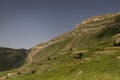 Amazing summer mountain landscape - folded mountain slope with layered rocky scree, cliffs, alone brown horse grazes