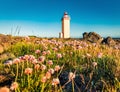 Amazing summer view of Stafnesviti lighthouse among the field of blooming flowers. Colorful morning landscape of Iceland, Europe.