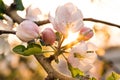 Amazing sunbeams falling on charming white tree flowers. Apple blooming against golden sun on warm spring day. Apple Royalty Free Stock Photo