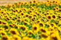 Amazing sunflower field in a warm summer sun Royalty Free Stock Photo